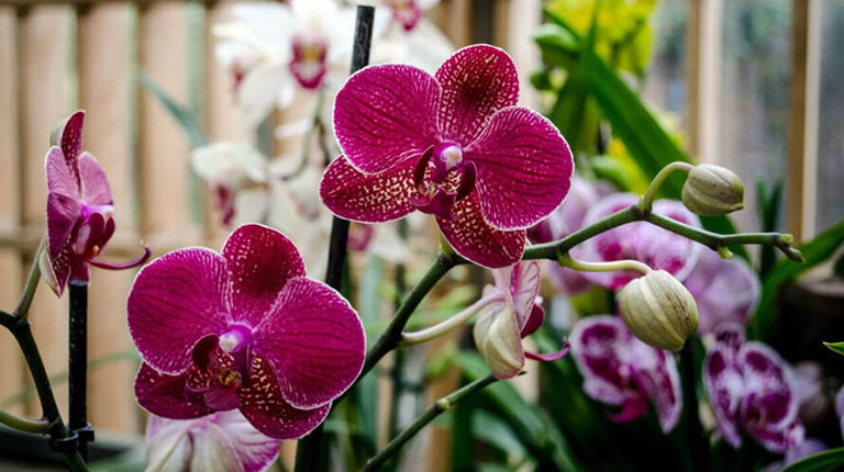 Выращивание орхидей в домашних условиях
