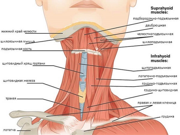 мышцы шеи и подъязычная кость
